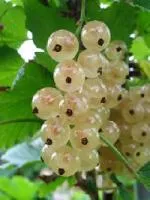 Саженцы смородины Снежана