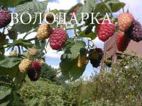 Саженцы малины Джоан Джи
