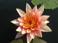 Водяная лилия Aurora