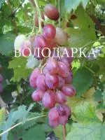 Саженцы винограда Золотушка