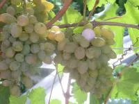 Черенки винограда Элегант сверхранний