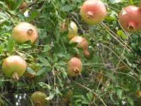 Саженцы Граната Никитский черный