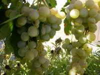 Черенки винограда Донара