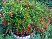 Гранат карликовый Рубин