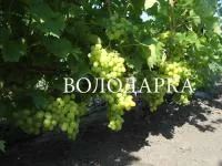 Саженцы винограда Аркадия