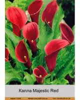 Луковицы Каллы Majestic Red