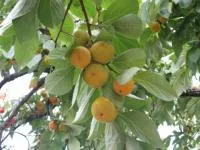 Саженцы Хурмы Королек Хиакуме