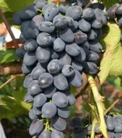 Саженцы винограда Молдова
