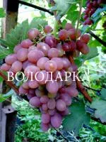 Саженцы винограда Юбилей херсонского дачника