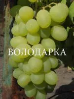 Саженцы винограда Елизавета