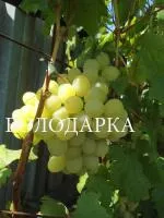 Саженцы винограда Тара