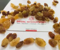 Raisin Malayar