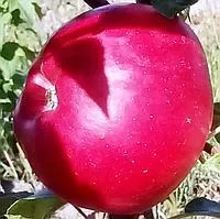 Яблоня "Ред Фри"