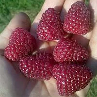 Саженцы малины летней крупноплодной