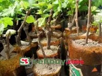 Черенки винограда Хамелеон розовый ранний