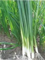 Лук Батун (на перо) ГРИН БАННЕР (250 000 семян) Seminis