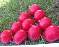 Редис МИЛАНА F1 (250 грамм) Soto Seeds
